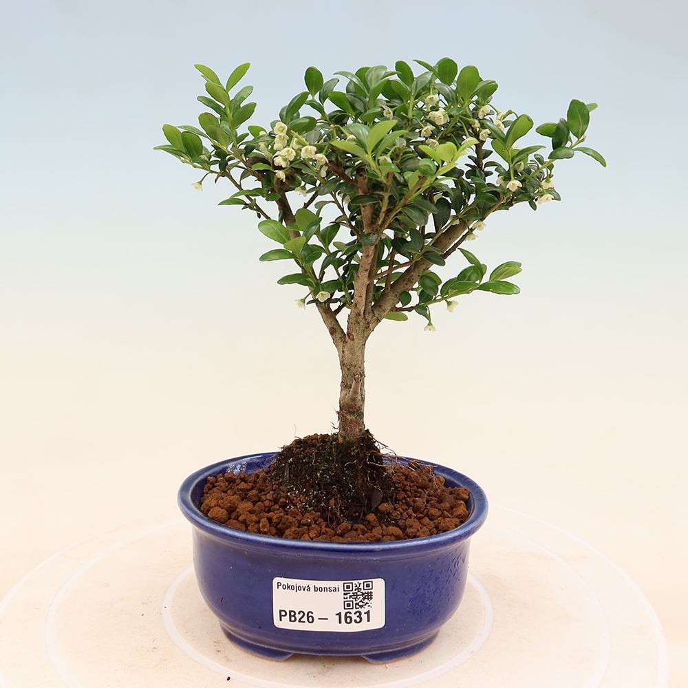 Zimmer Bonsai - Ilex crenata - Stechpalme