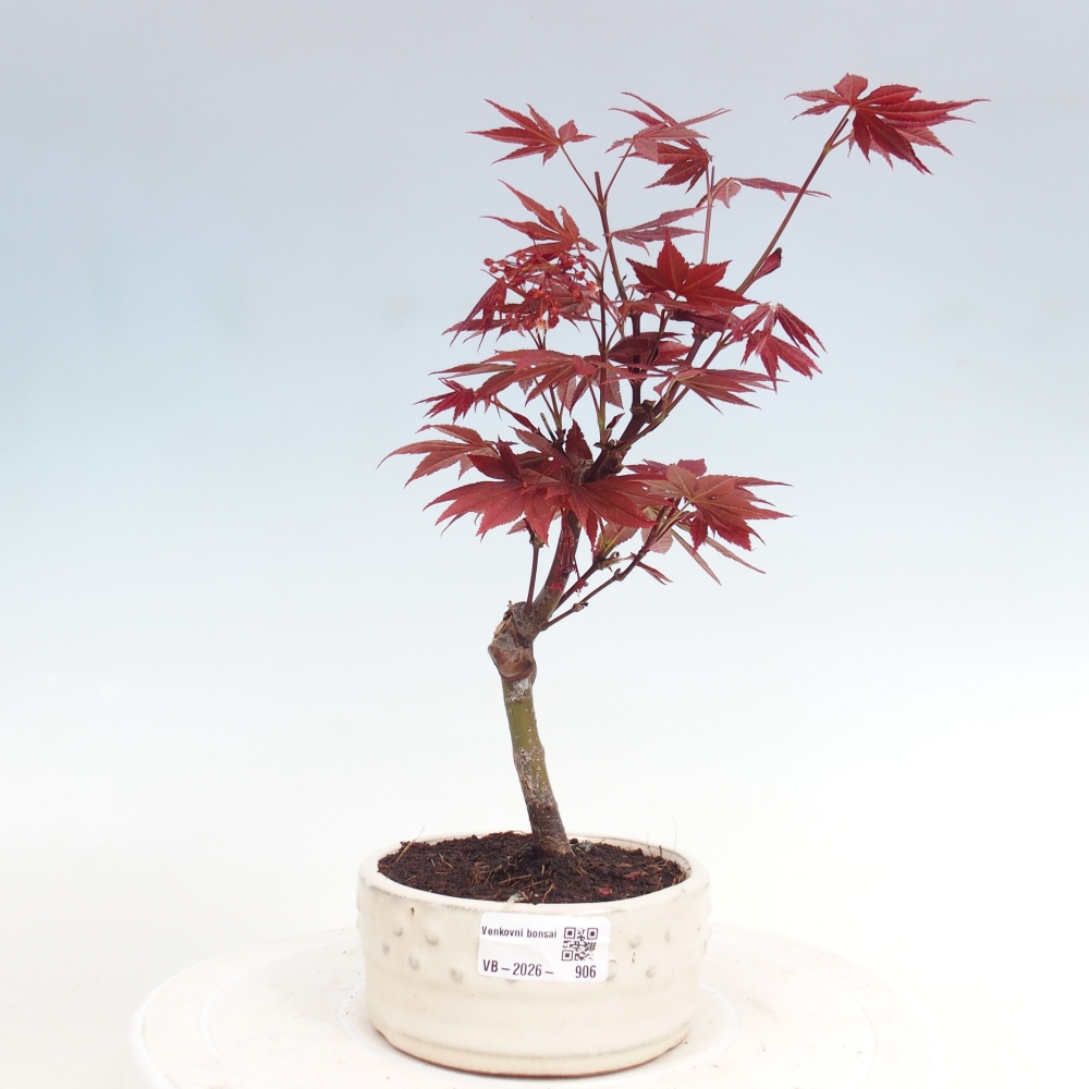 Bonsai für draußen - Acer-Palme. Atropurpureum-Javor palmate