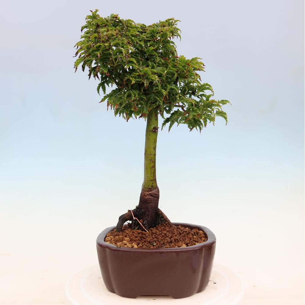 Bonsai für draußen -Javor-Palme Acer palmatum Shishigashira