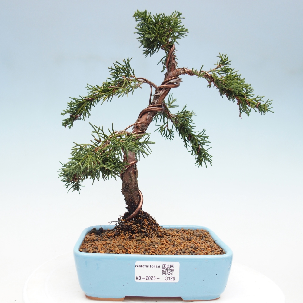 Bonsai im Freien - Juniperus chinensis Kishu - Chinesischer Wacholder