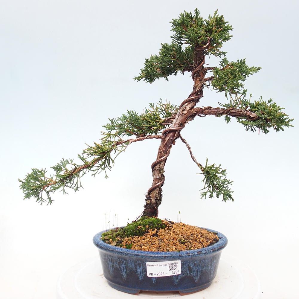 Bonsai für draußen - Juniperus chinensis Kishu