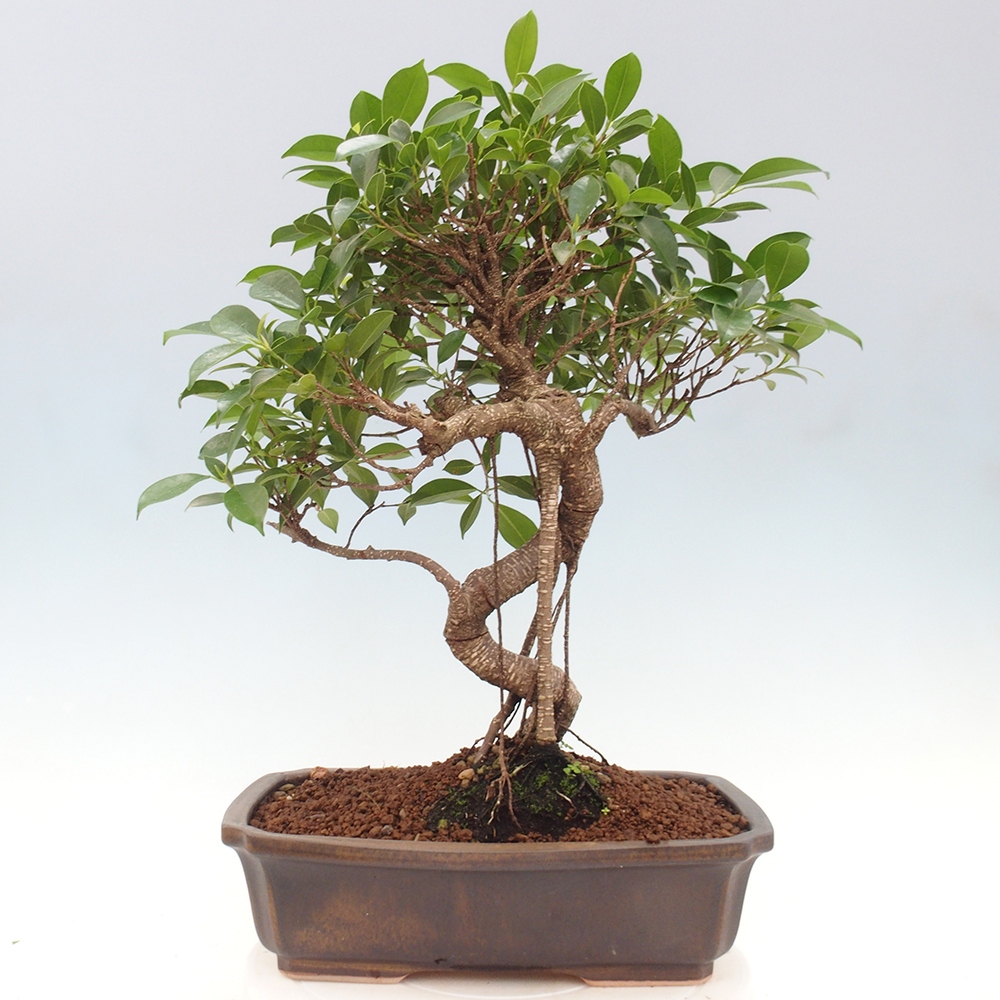 Zimmerbonsai - Ficus kimmen - kleinblättriger Ficus