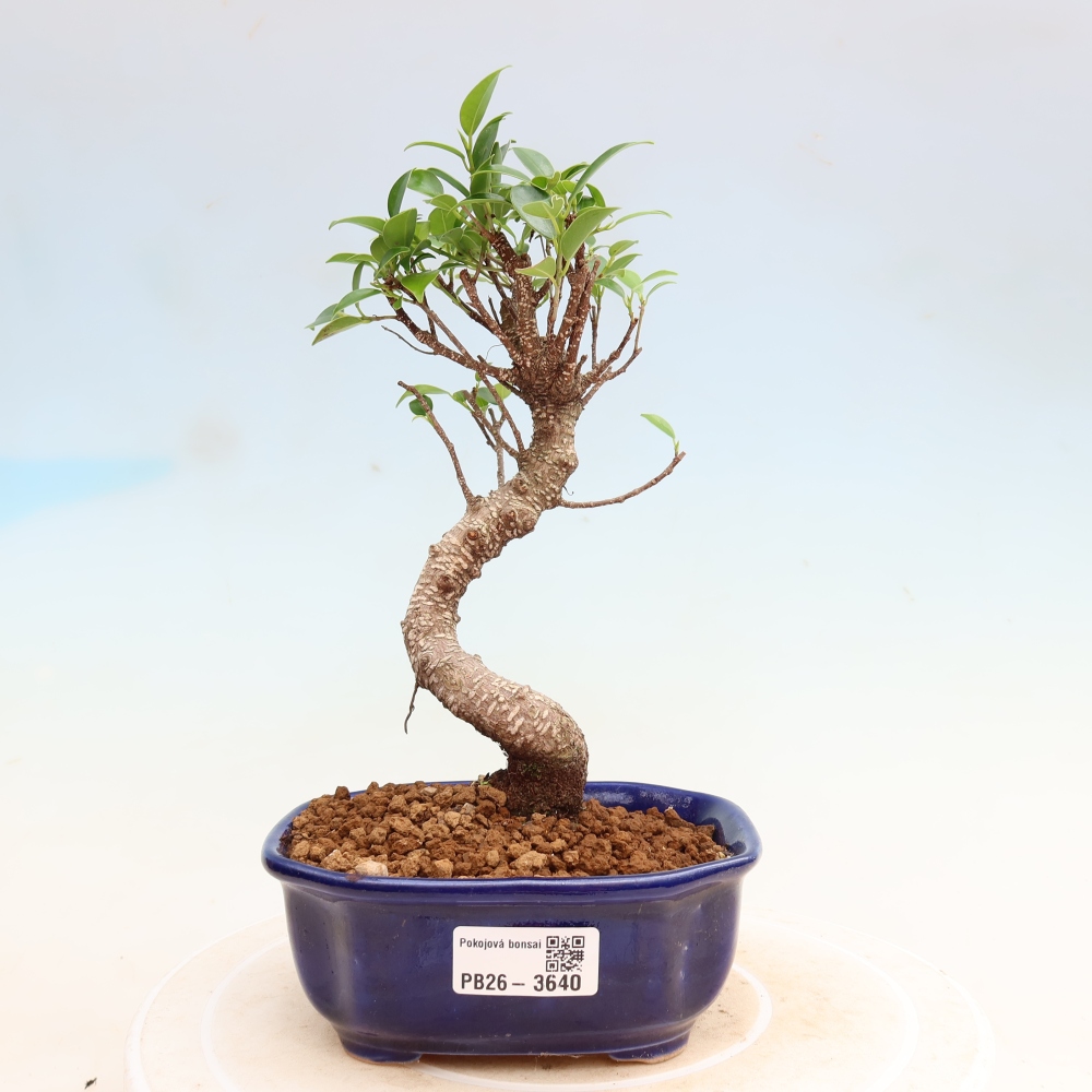 Zimmerbonsai - Ficus kimmen - Kleinblättriger Ficus