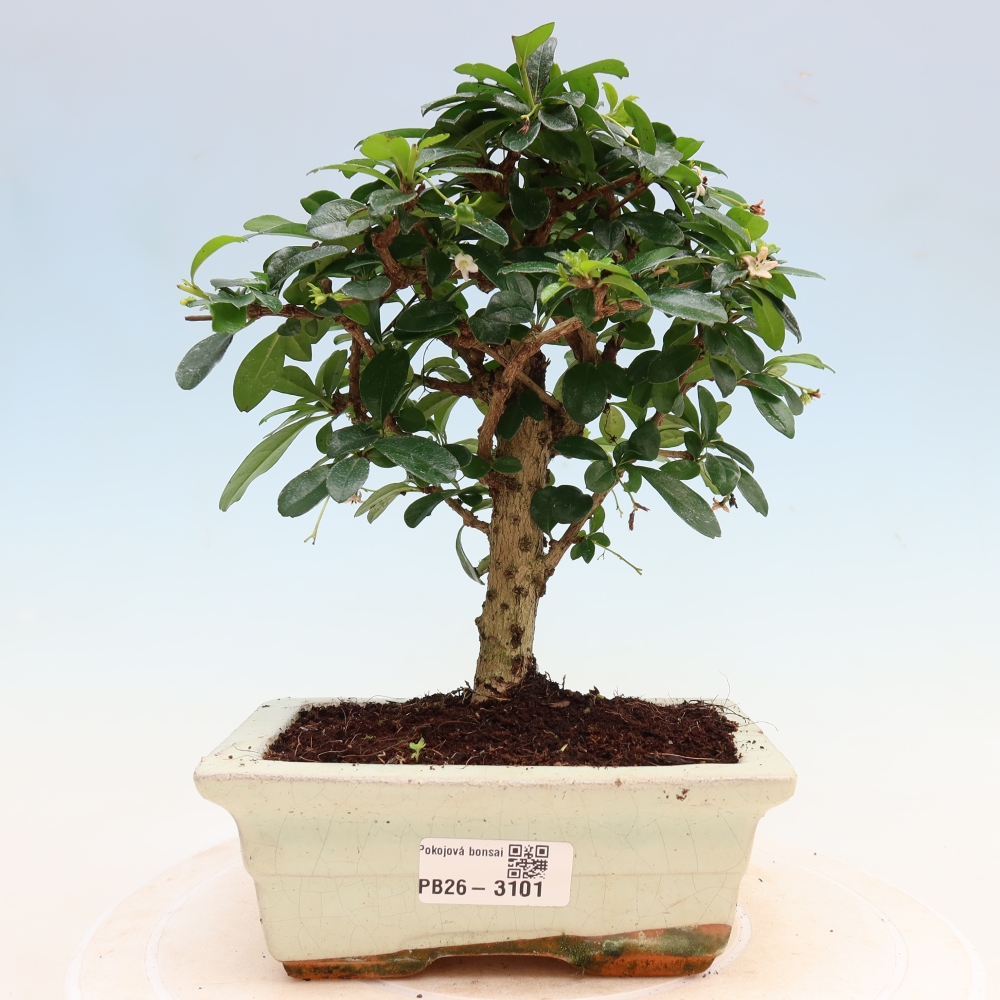 Zimmer-Bonsai - Carmona macrophylla - Tee-Fuki