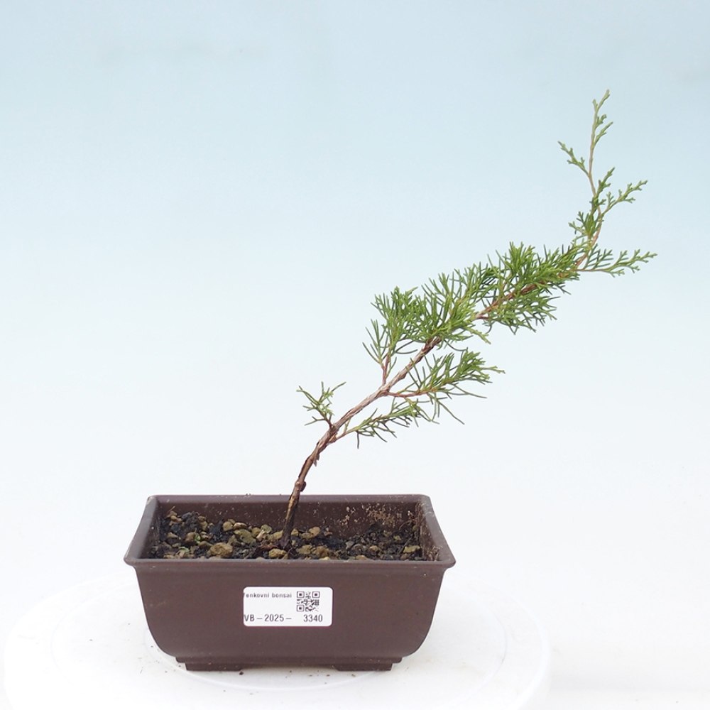 Outdoor bonsai - Juniperus chinensis Itoigawa - Chinese juniper