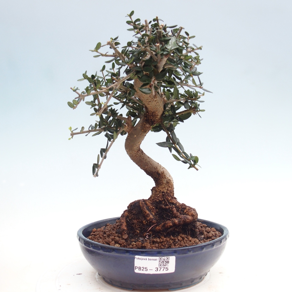 Zimmerbonsai - Olea europaea sylvestris