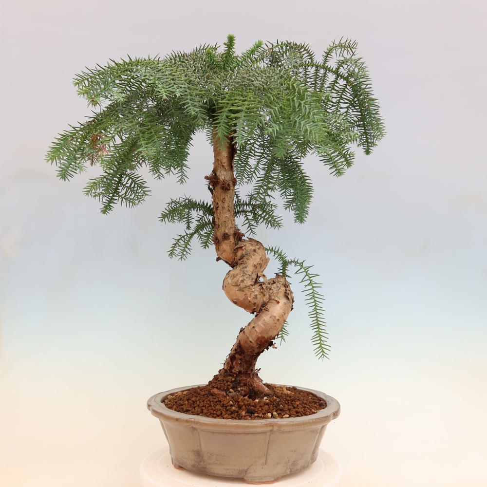 Zimmer Bonsai - Araucaria - Zimmer Fichte