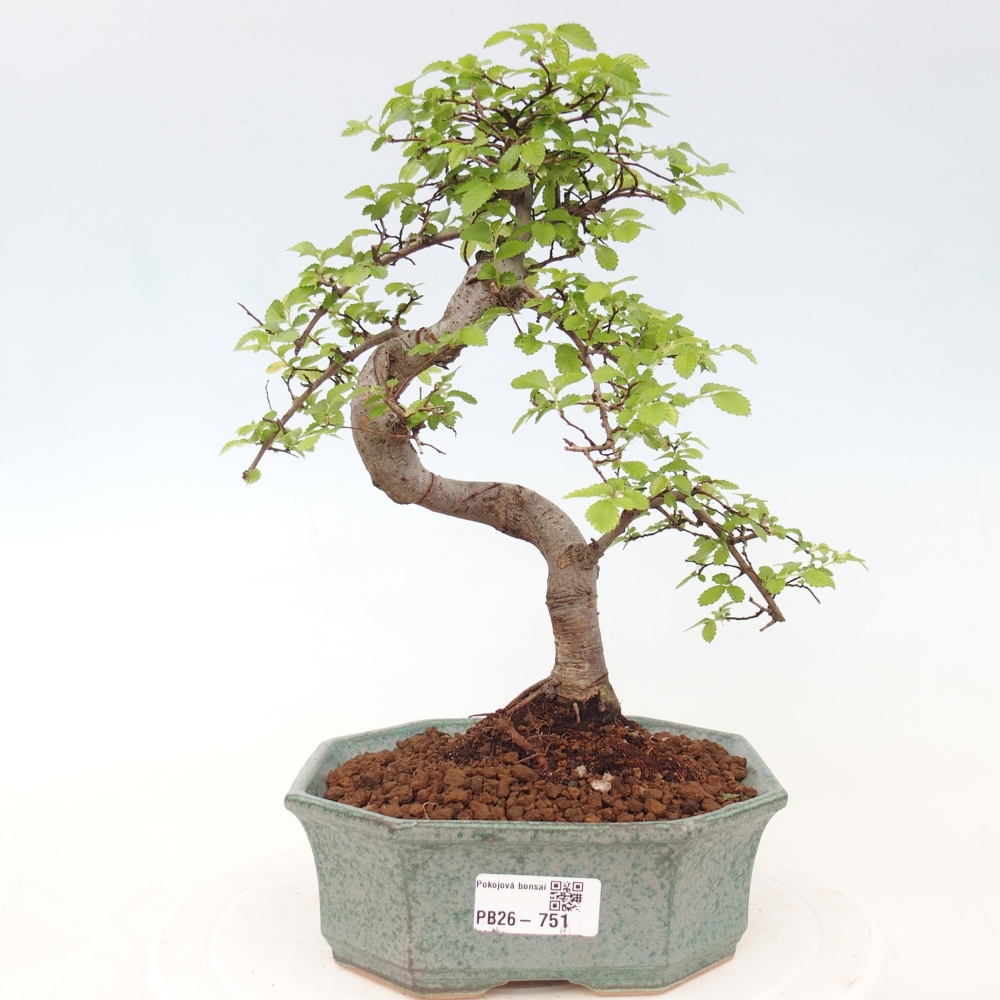 Zimmerbonsai - Ulmus parvifolia - Kleinblättrige Ulme