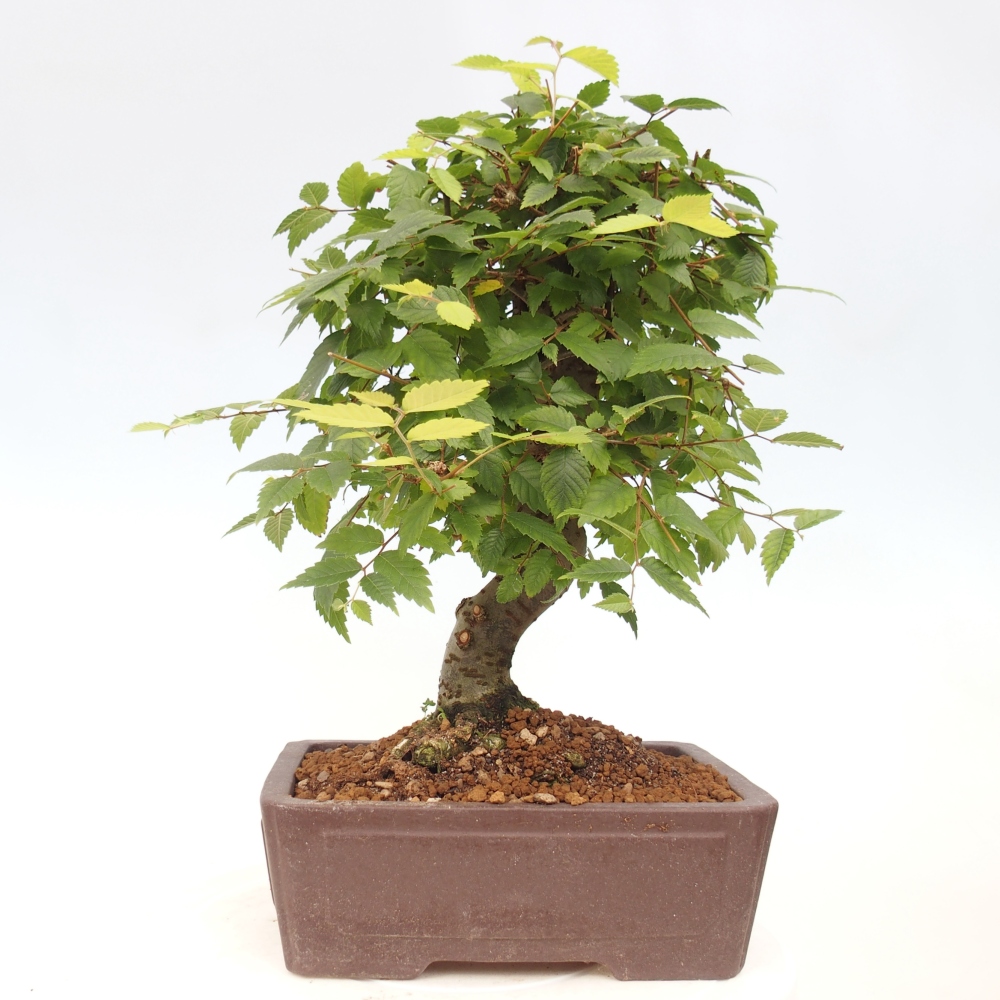 Bonsai im Freien - Zelkova - Zelkova serrata