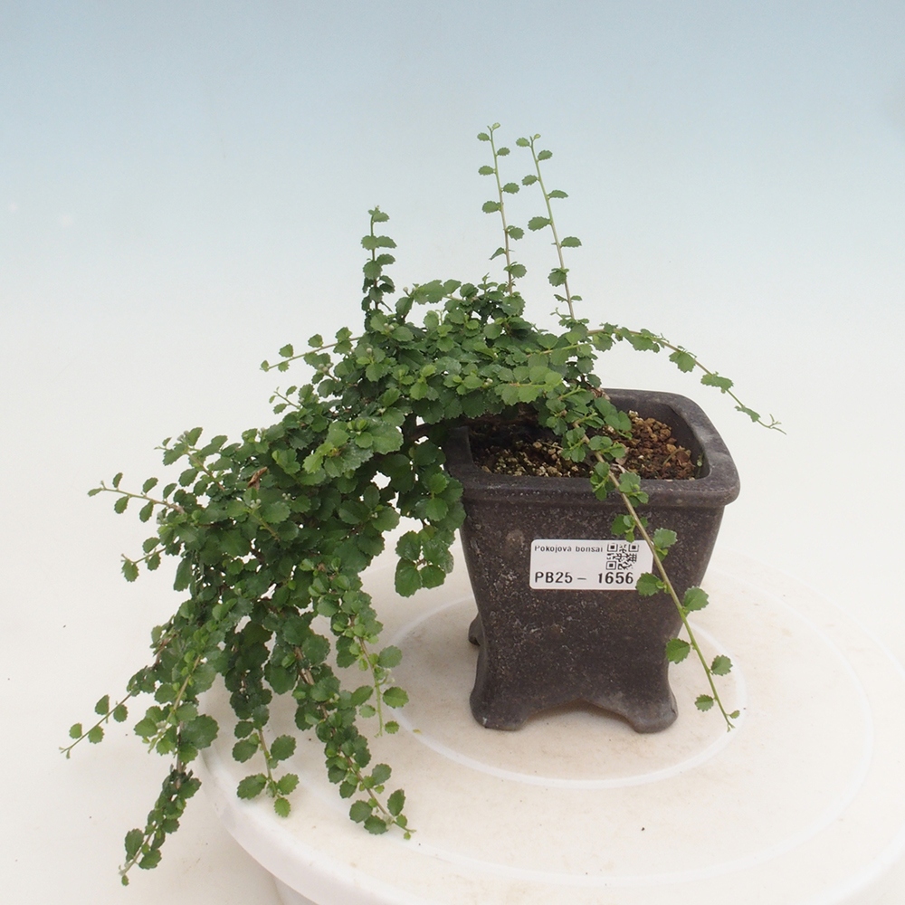 Zimmerbonsai - Grewia sp. - Kleinblättriges Grewie