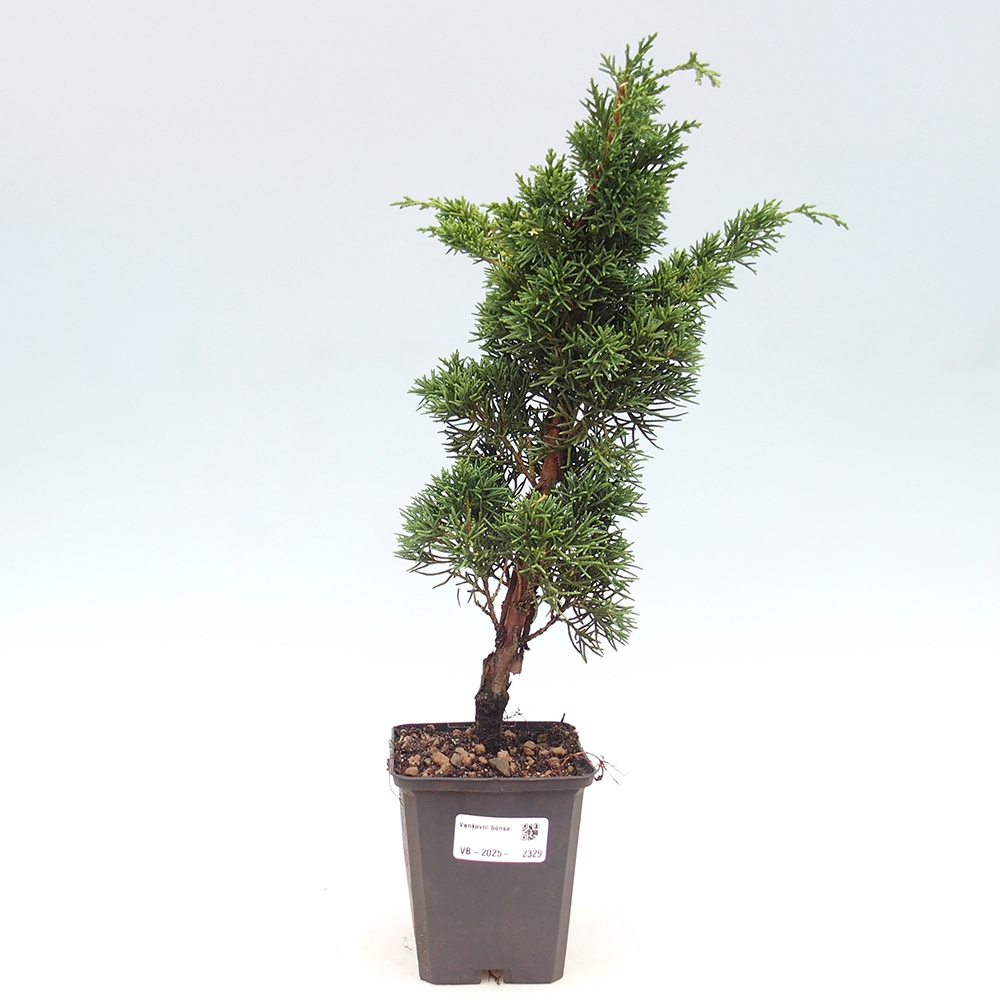 Outdoor-Bonsai - Juniperus chinensis Kishu - Chinesischer Wacholder