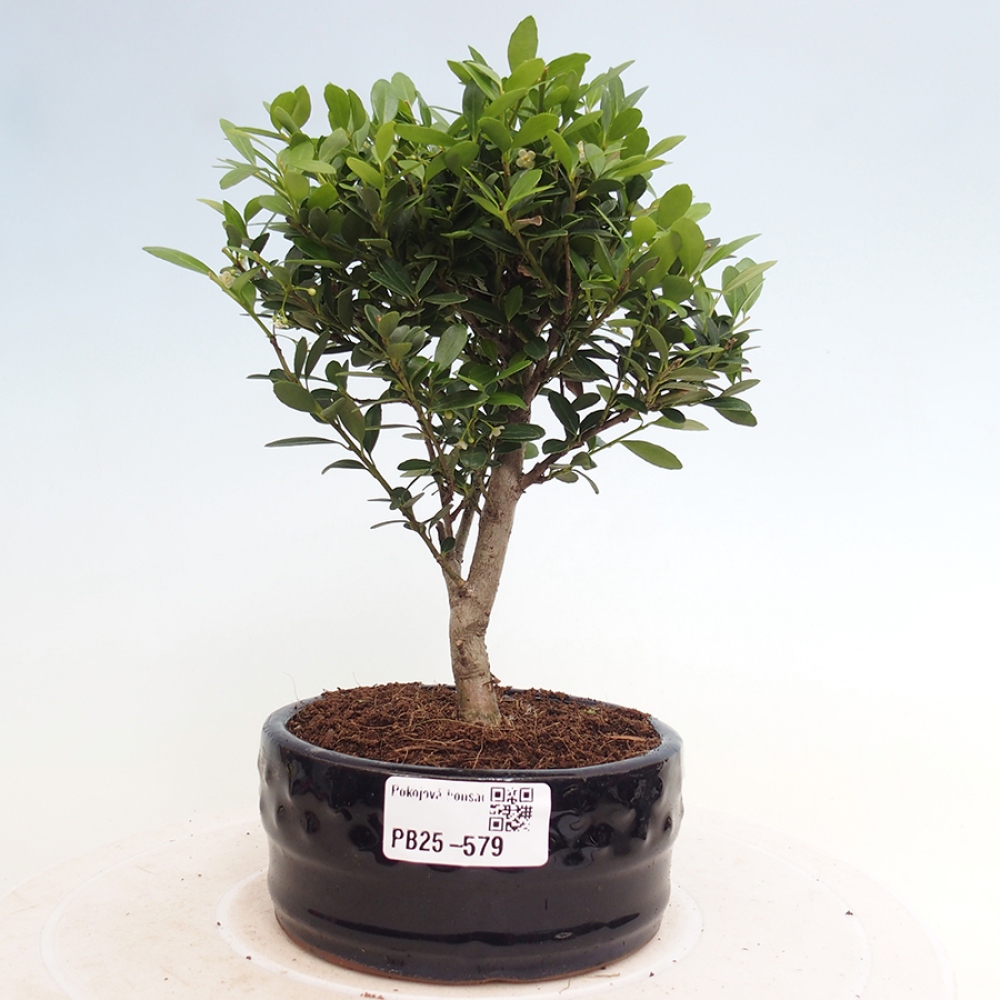 Zimmerbonsai - Ilex crenata - Holly