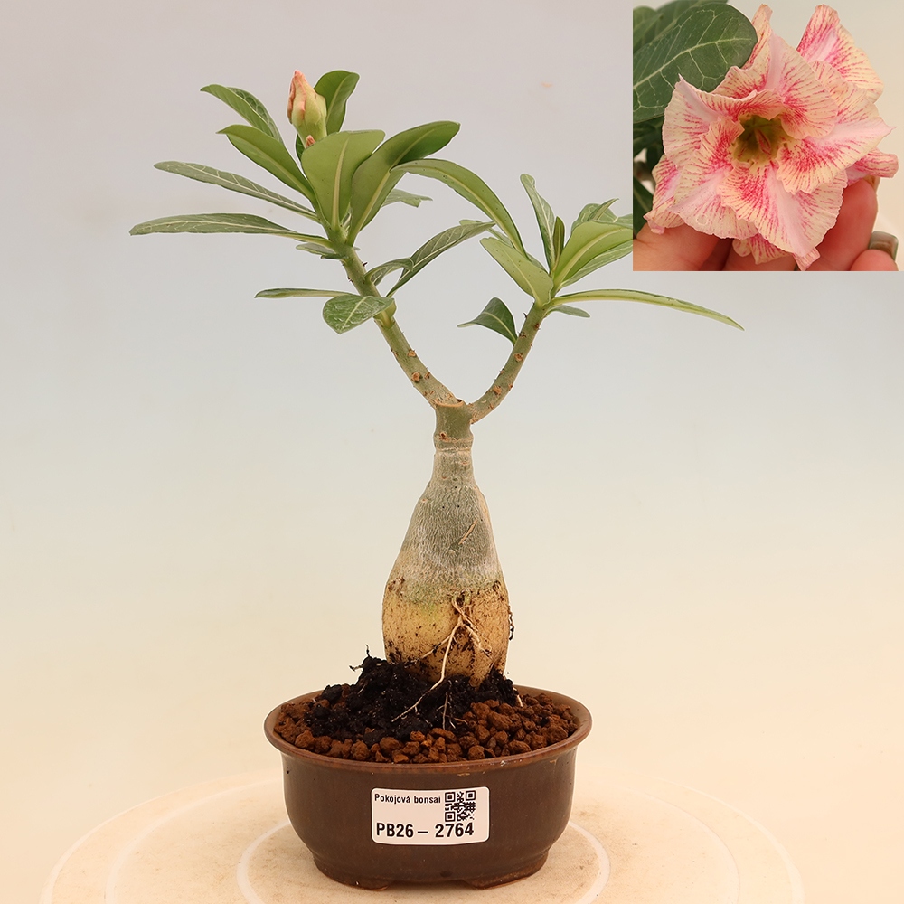Zimmerbonsai – Adenium obesum, veredelt, V.F.S.277 – Wüstenrose