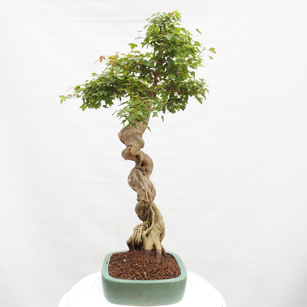 Bonsai im Freien - Ahorn Buergerianum - Burger Maple