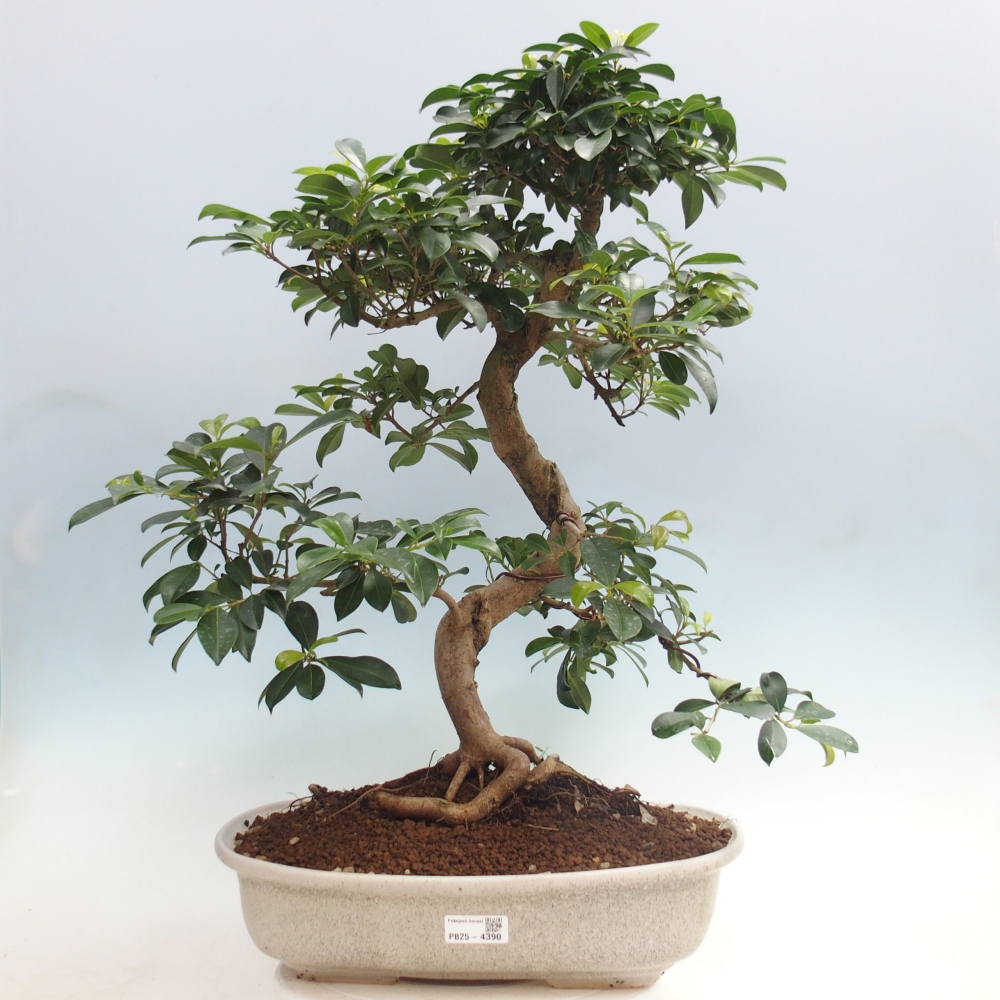 Zimmerbonsai - Australische Kirsche - Eugenia uniflora - NUR PERSÖNLICHE ABHOLUNG oder Palettentransport