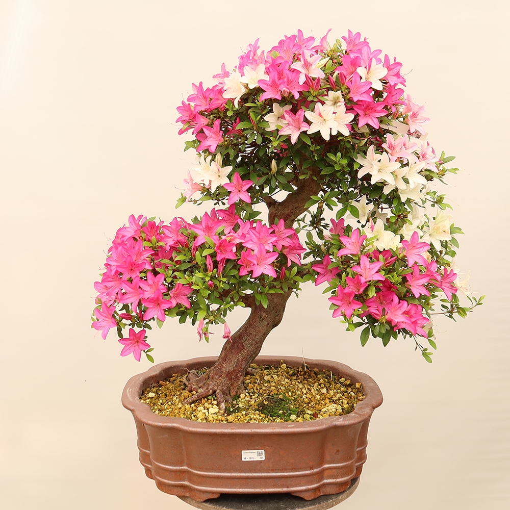 Bonsai für draußen - Japanische Azalee - Azalee Miyabihime