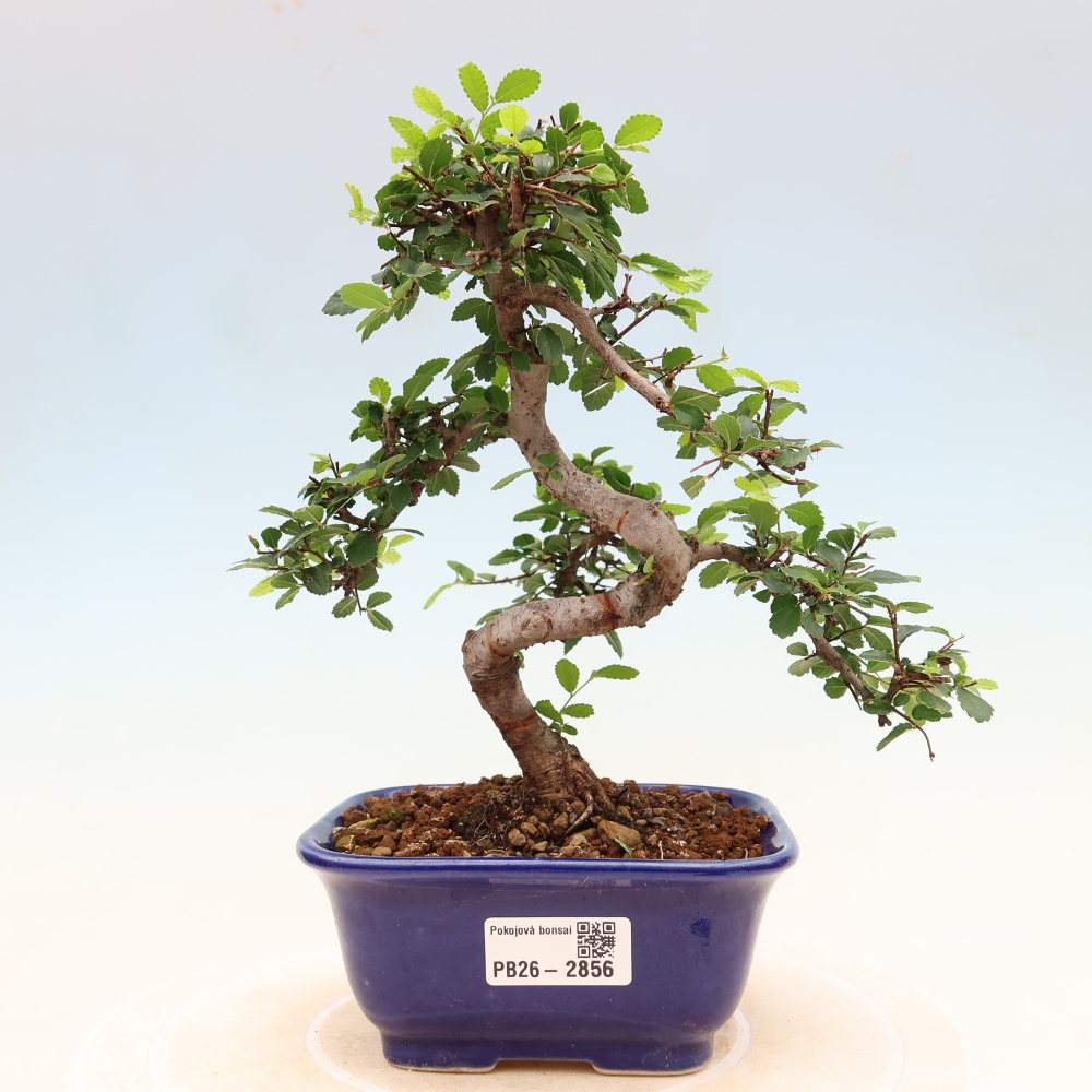 Zimmerbonsai - Ulmus parvifolia - Kleinblättrige Ulme