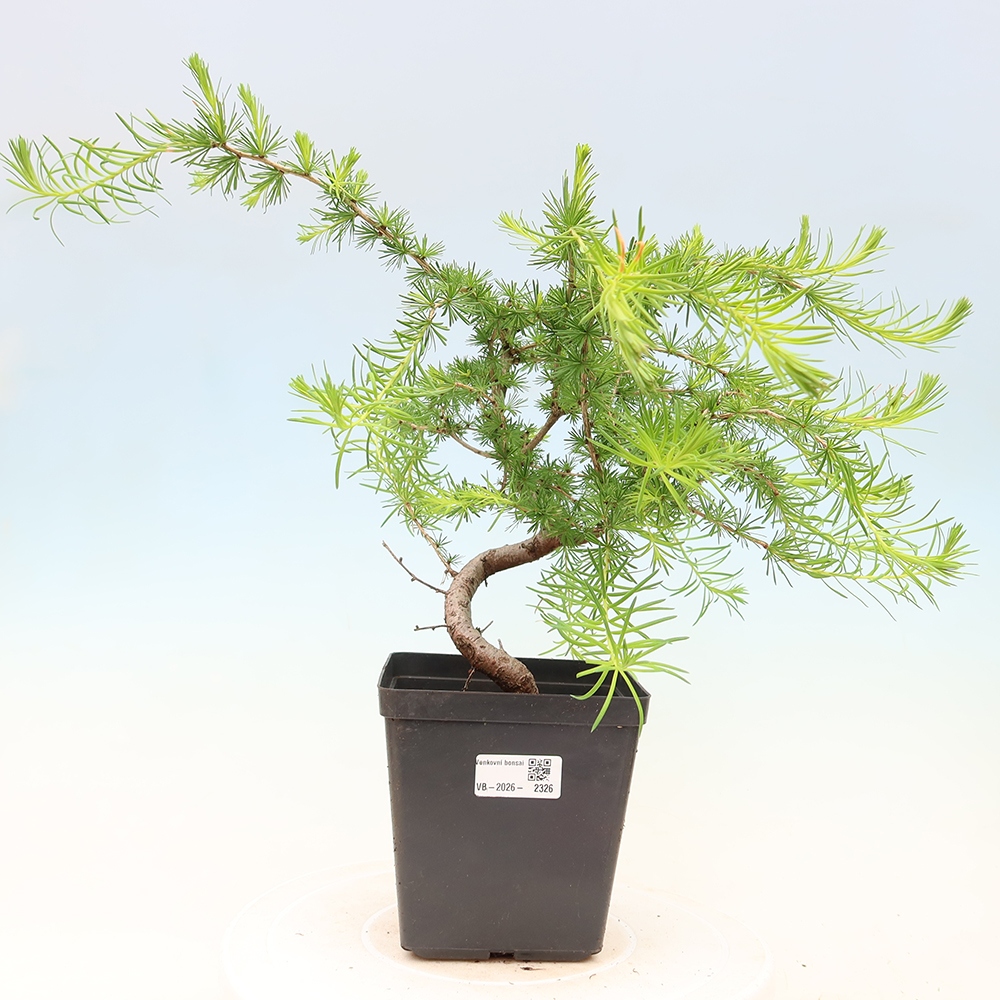 Bonsai für draußen -Larix decidua - Lärche