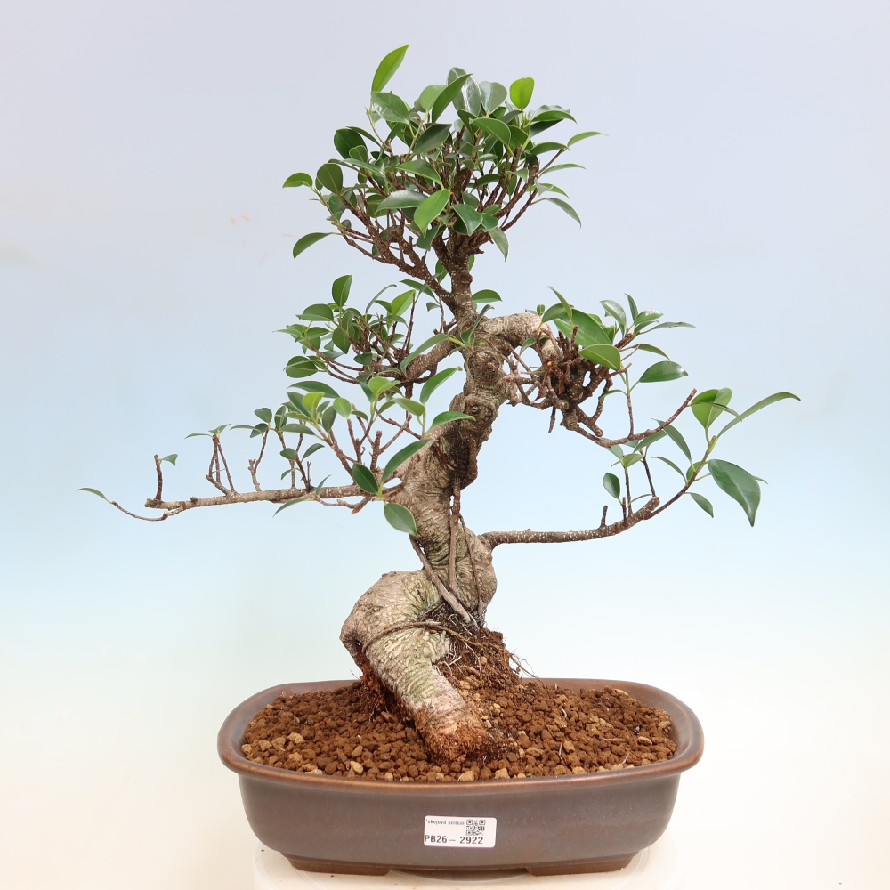 Zimmerbonsai - Ficus kimmen - Kleinblättriger Ficus