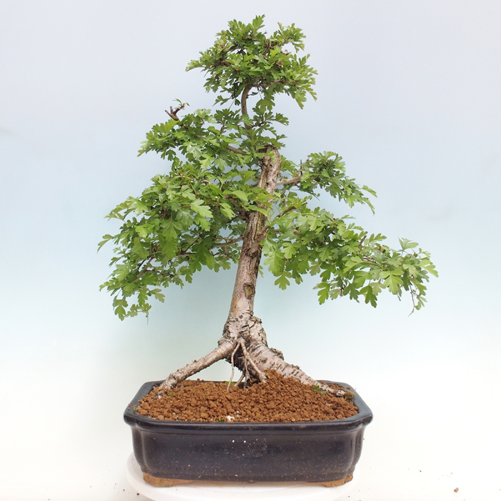 Bonsai im Freien - Weißdorn - Crataegus monogyna