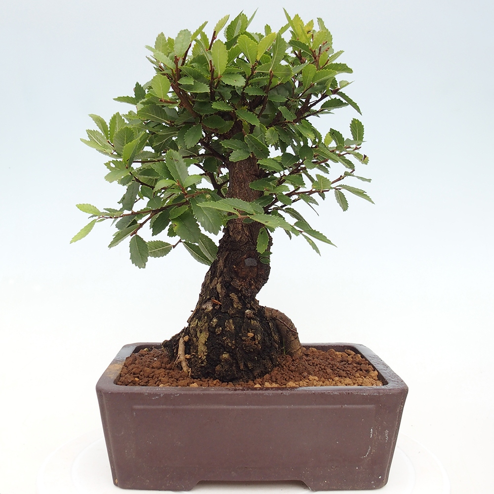 Bonsai für draußen - Zelkova - Zelkova NIRE