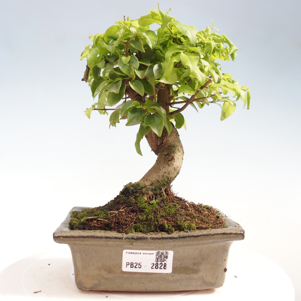 Zimmerbonsai - Ligustrum chinensis - Vogelperspektive
