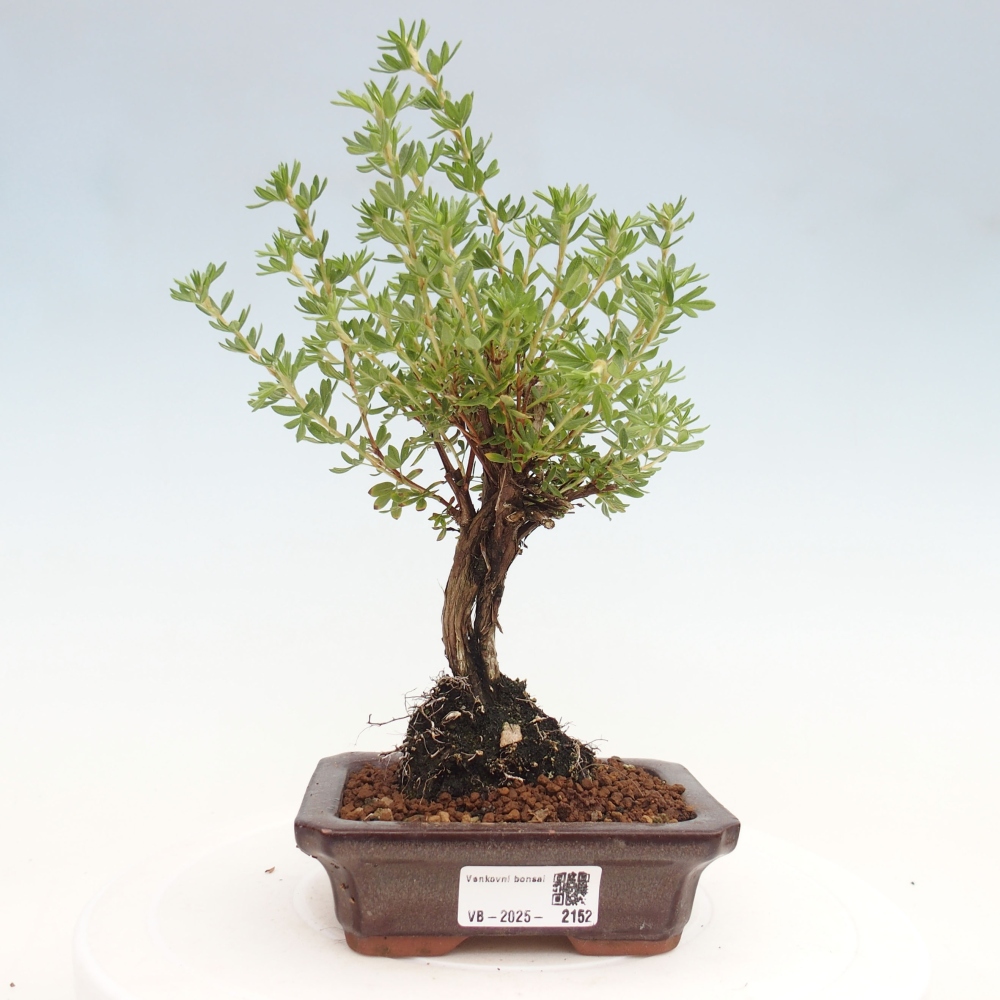 Outdoor-Bonsai-Fingerkraut - Potentila fruticosa gelber Vogel