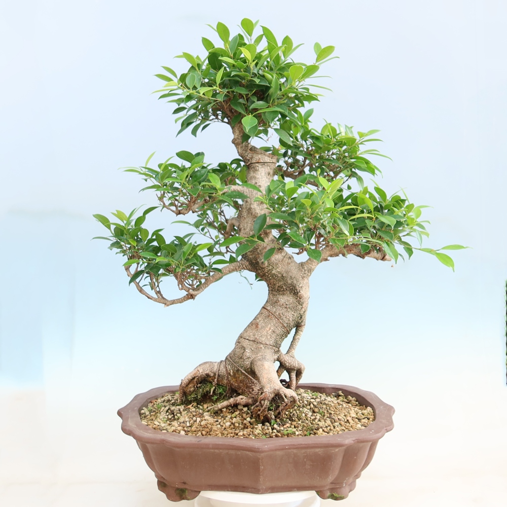 Zimmerbonsai - Ficus kimmen - Kleinblättriger Ficus
