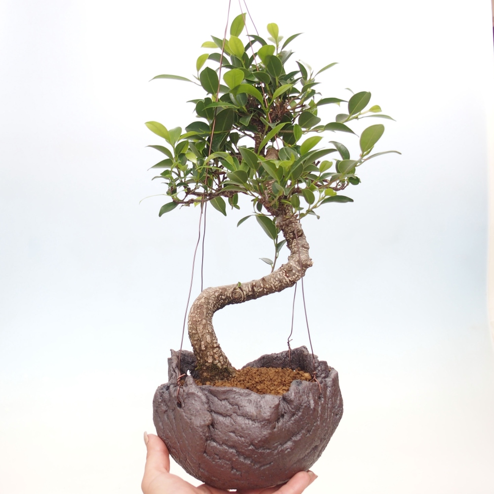 Kokedama in Keramik - kleinblättriger Ficus - Ficus kimmen