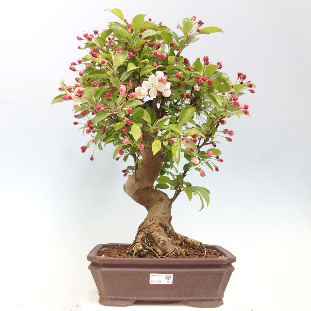 Outdoor-Bonsai -Malus halliana - Kleinfrüchtiger Apfelbaum