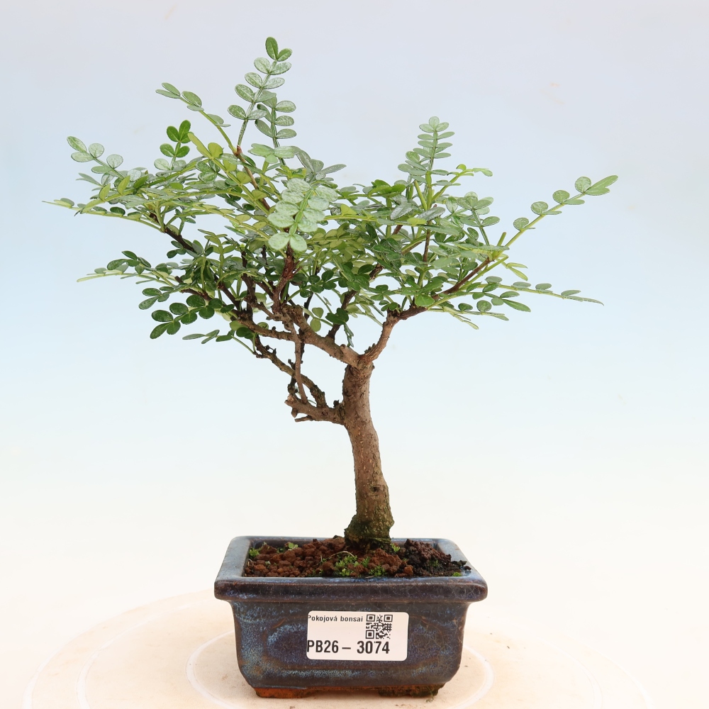Zimmer Bonsai - Zantoxylum piperitum - Pfefferbaum