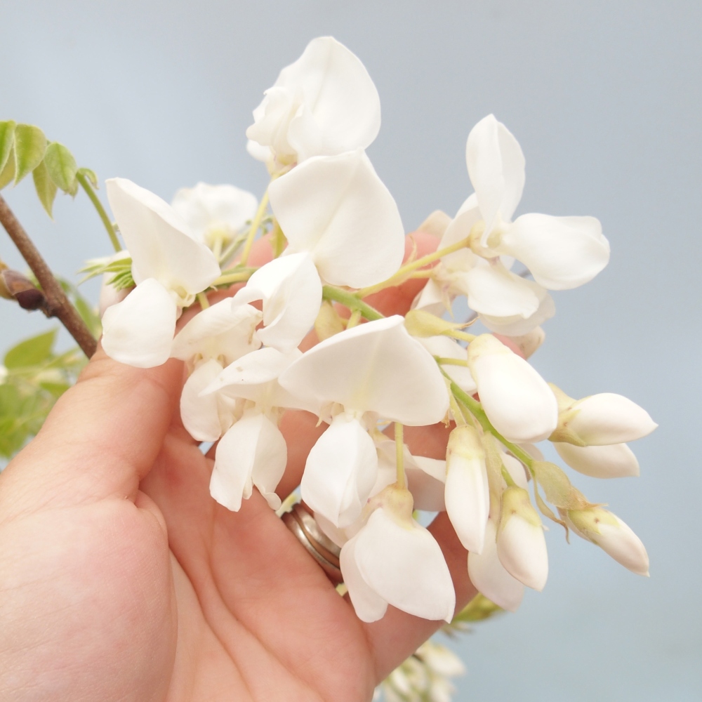 Bonsai für draußen - Vistaria - Glyzinie