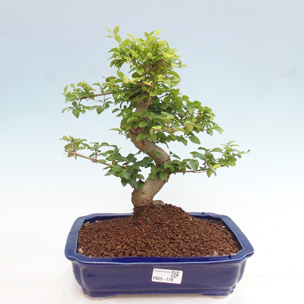 Zimmerbonsai - Ligustrum chinensis - Vogelperspektive