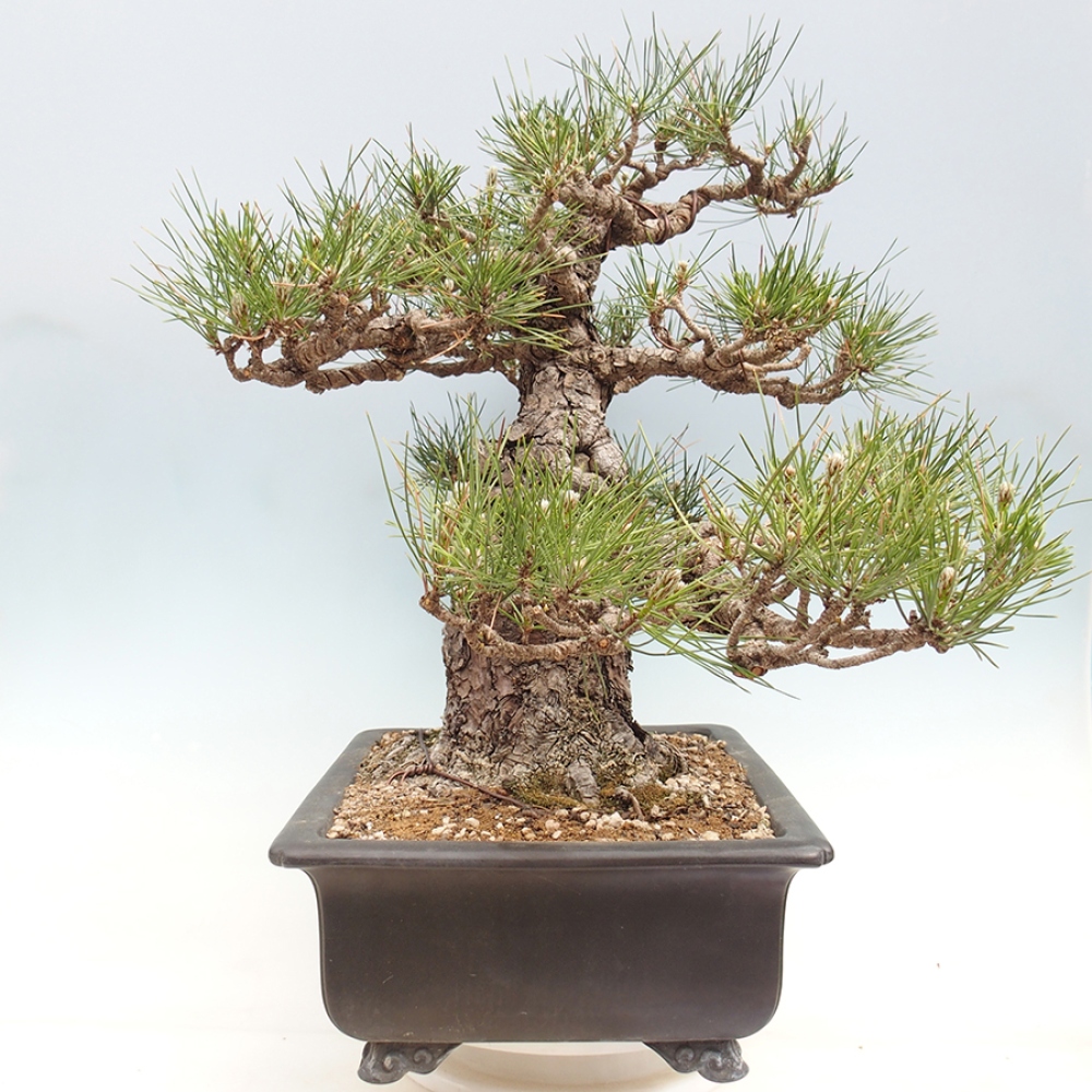 Bonsai für draußen - Pinus thunbergii - Thunberg-Kiefer