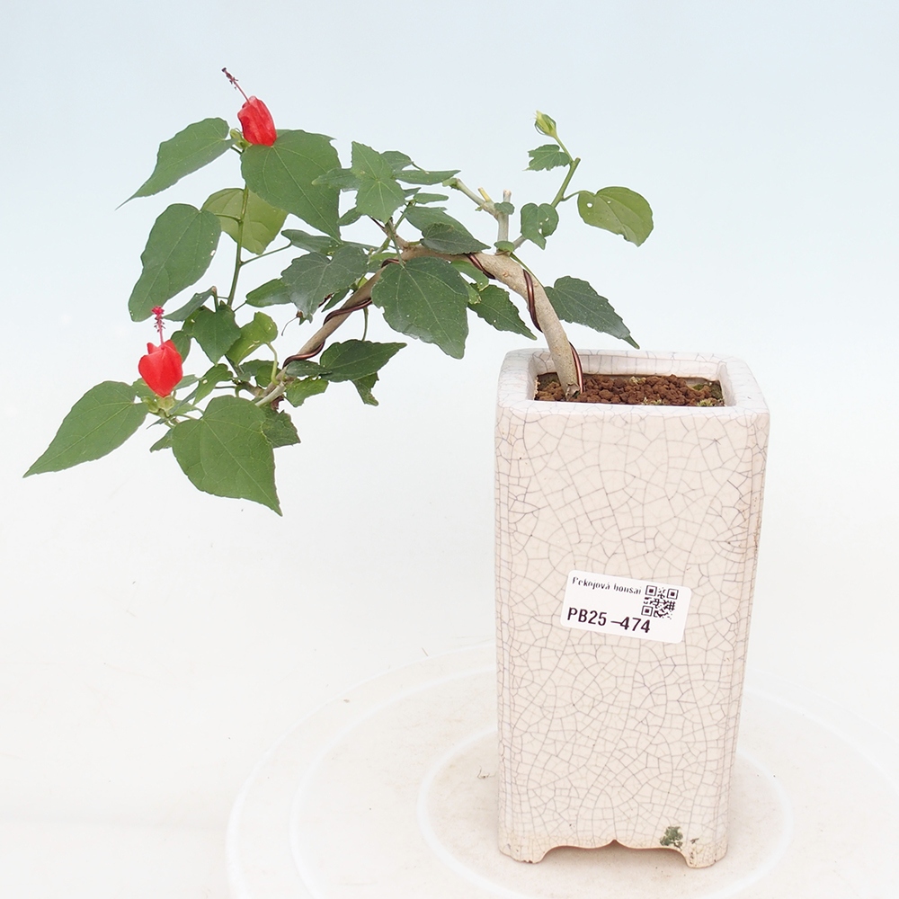 Zimmerbonsai - Malvaviscus arboreus - holziger Hibiskus