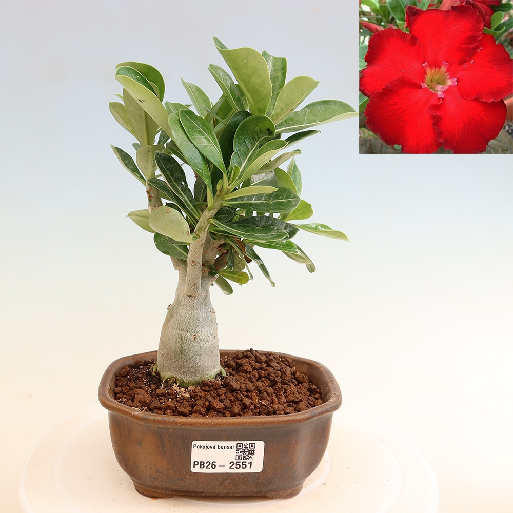 Zimmerbonsai – Adenium obesum „Red Star“ – Wüstenrose