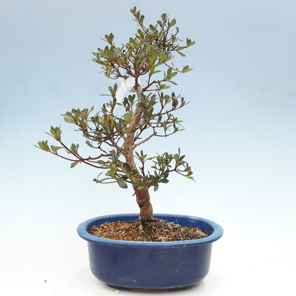 Bonsai für draußen - Japanische Azalee - Azalea Mio
