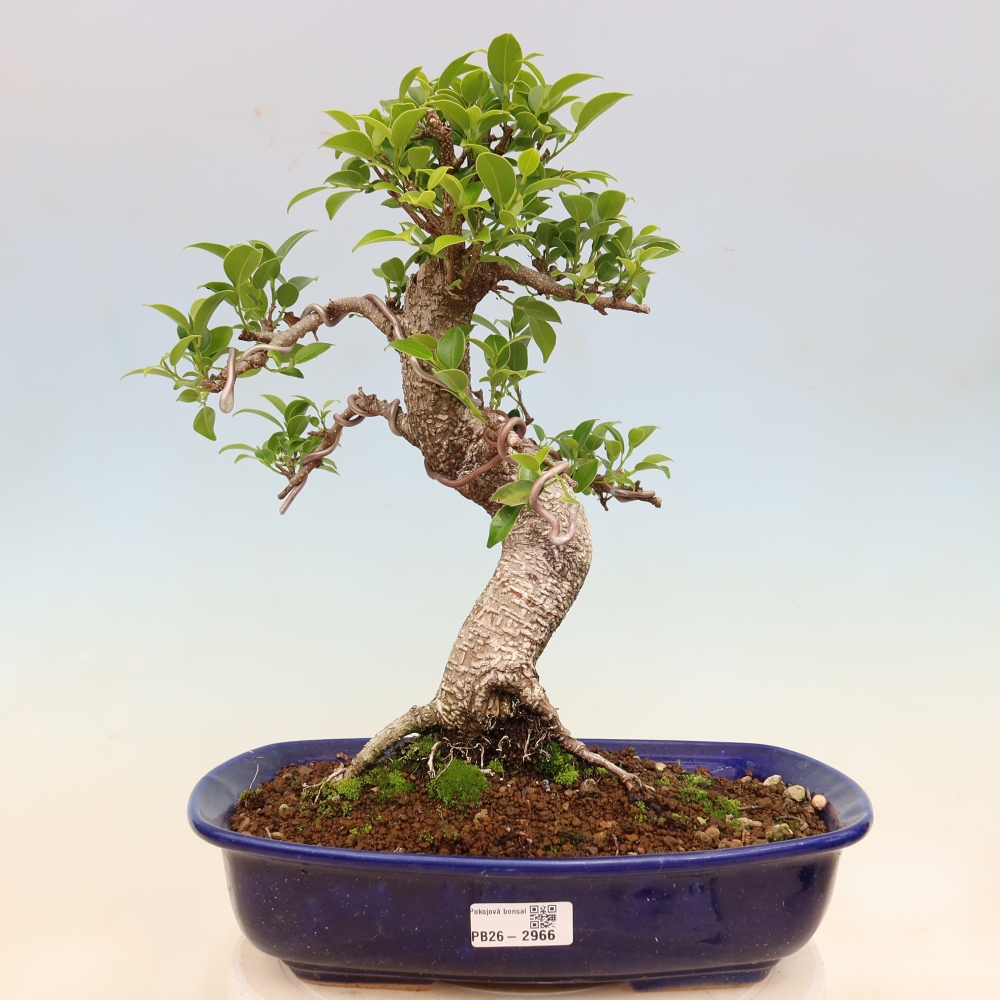 Zimmerbonsai - Ficus kimmen - Kleinblättriger Ficus