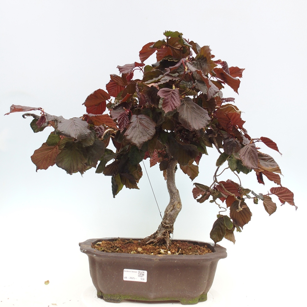 Bonsai im Freien - Corylus Avellana Red Majestic - Haselnuss