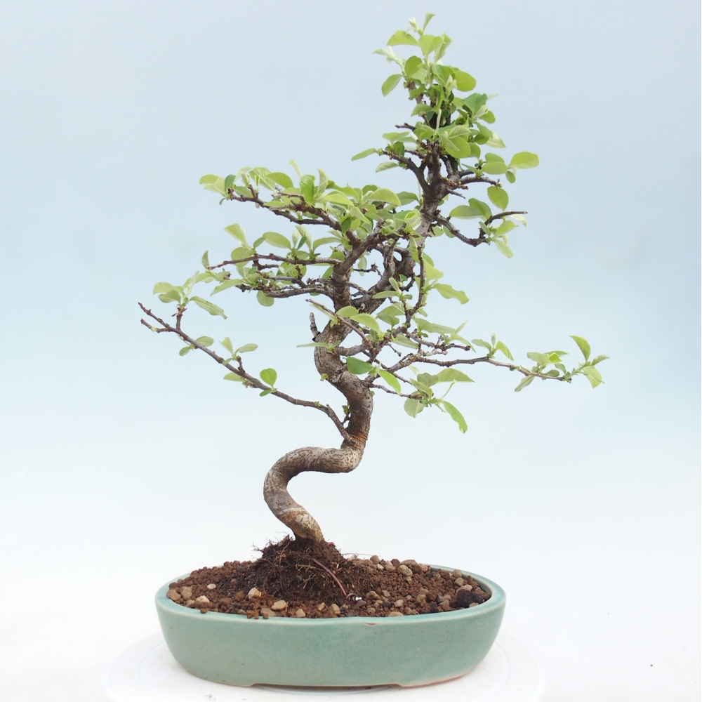 Bonsai für draußen - Chaneomeles chinensis