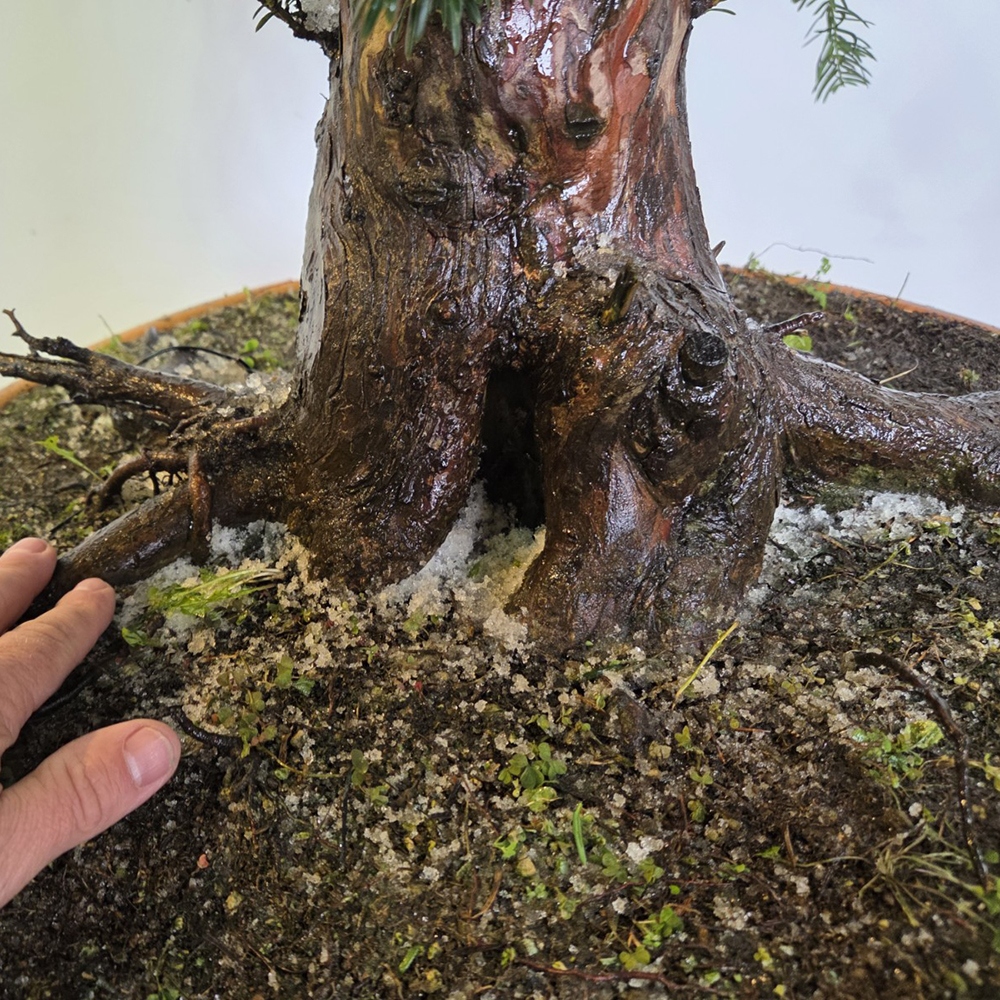 Bonsai für draußen Rote Eibe - Taxus bacata