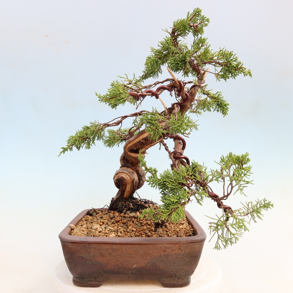 Bonsai für draußen - Juniperus chinensis Itoigawa-Juniperus chinensis