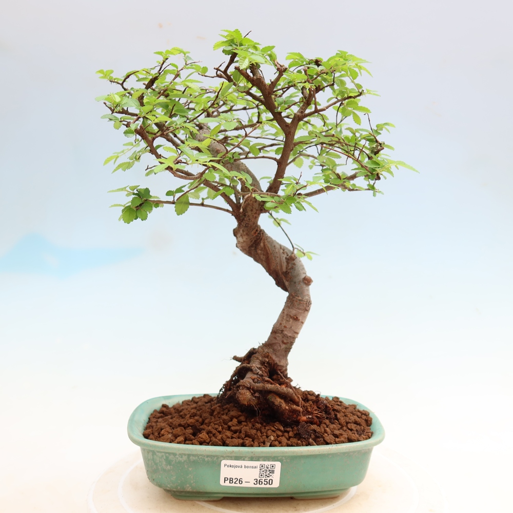 Zimmerbonsai - Ulmus parvifolia - Kleinblättrige Ulme