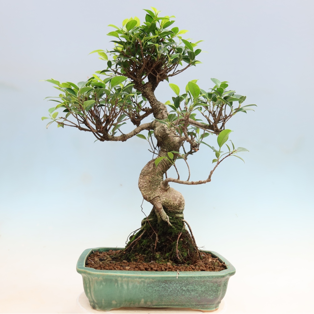 Zimmerbonsai - Ficus kimmen - Kleinblättriger Ficus