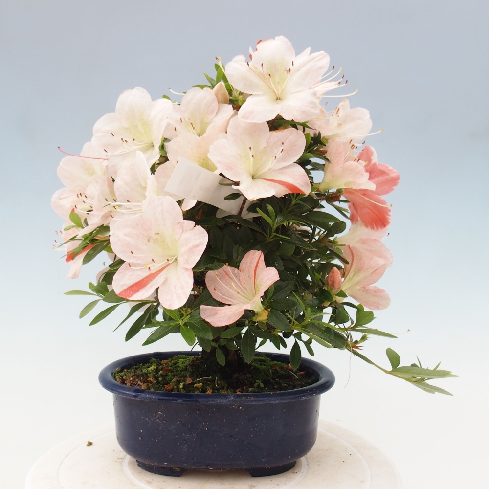 Bonsai im Freien - Japanische Azalee - Azalea Asazakura