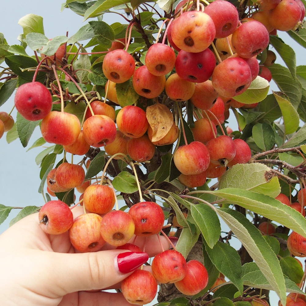 Bonsai im Freien - Malus halliana - Kleinfruchtiger Apfelbaum