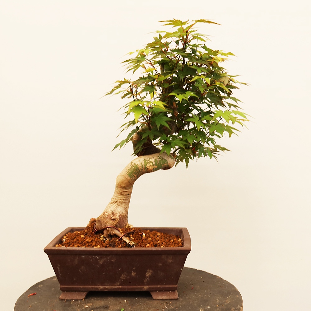 Bonsai für draußen - Ahorn palmatum - Palmen