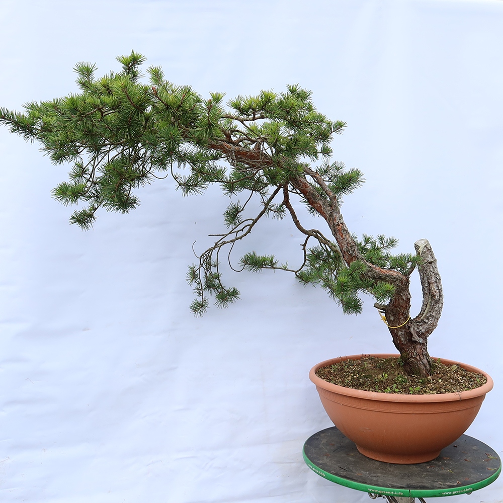 Pinus sylvestris Spanien – Waldkiefer