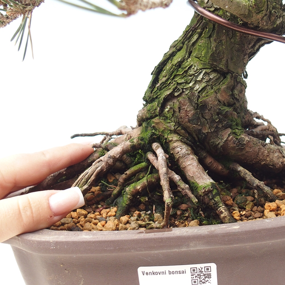 Bonsai für draußen - Pinus thunbergii Kotobuki - Thunberg-Kiefer
