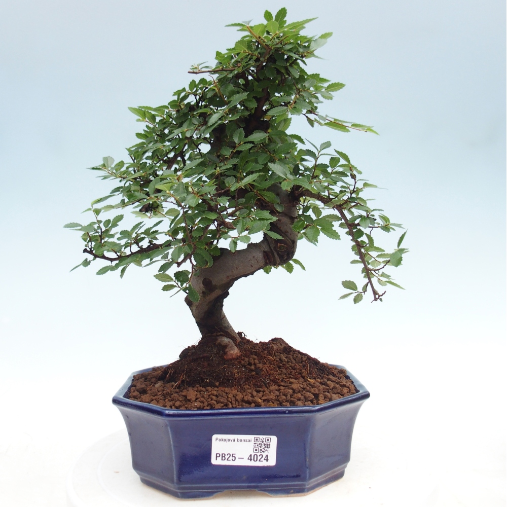 Zimmerbonsai - Ulmus parvifolia - Kleinblättrige Ulme